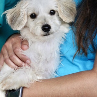 超ミニサイズ白くて可愛いマルチミックス