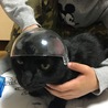 バズ・ライトイヤーのヘルメットで遊ばれて怒顔しゅうちゃん