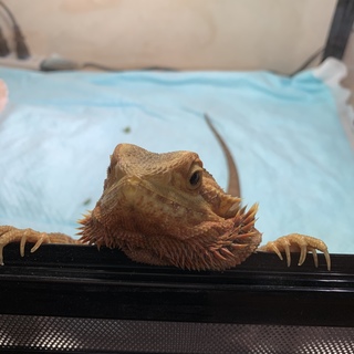 フトアゴヒゲトカゲ　トランス　ハイポ