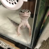 トヨシマ ミ