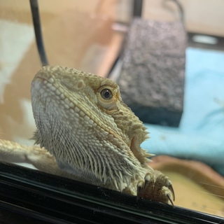 フトアゴヒゲトカゲ　ノーマル