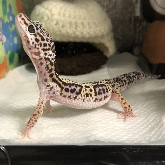 トヨシマ ミのカバー写真