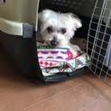 大人しくて人懐こい子です！里親さん検討中です。