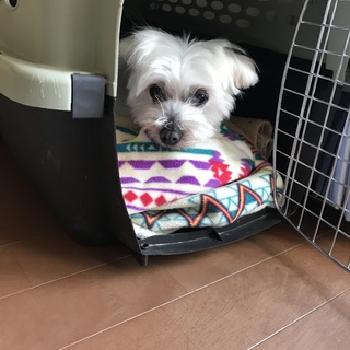 大人しくて人懐こい子です！里親さん検討中です。