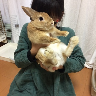 ミニうさぎ　里親募集　もう１年と４ヶ月くらいです。