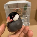 里親決定しました