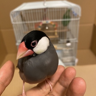 里親決定しました