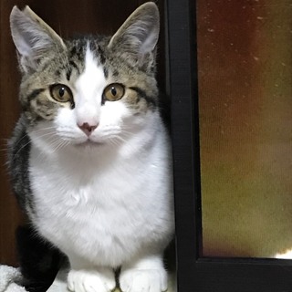 白キジのハチ君と黒猫のミツちゃん里親決定