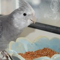 オカメインコ(ホワイトフェイス)の♂2歳です。