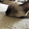 の写真
