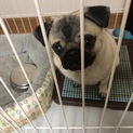 人懐っこいパグ犬の里親さん募集