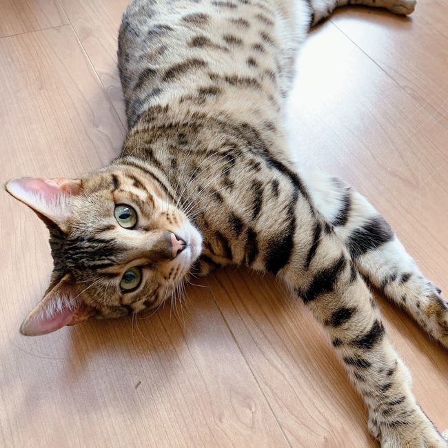 とえすたのカバー写真