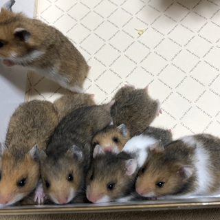 ゴールデンハムスター（2月生まれ／オス）