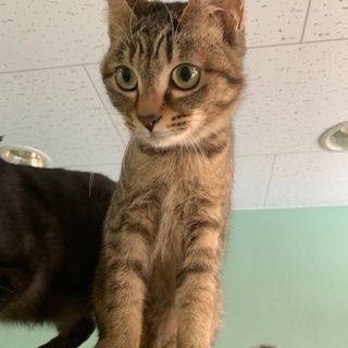 センター収容のキジ猫・小ぶり