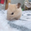 急募！ハムスターの里親募集！！