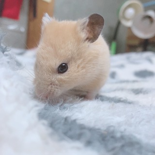 急募！ハムスターの里親募集！！