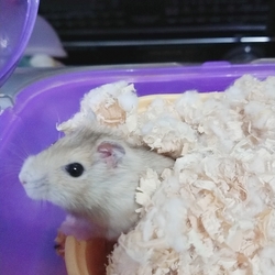 やりがあがった！