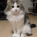 生涯大切にして頂ける方お願い致します。