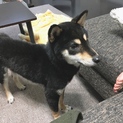 小さめの1歳半の黒柴くん（一時停止中）