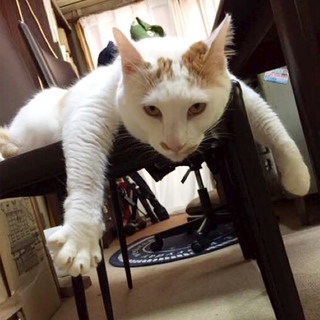 ゆうくん♂人馴れ抜群甘えん坊デカニャンコ