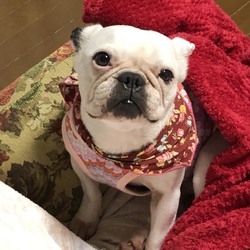 入間ショッピングプラザサイオス犬猫里親会 サムネイル2