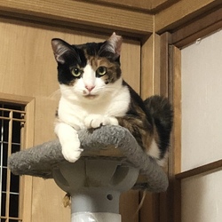 入間ショッピングプラザサイオス犬猫里親会 サムネイル3