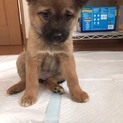 可愛い男の子　ぐーちゃん