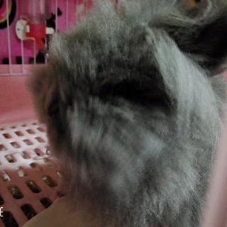 ライオンヘッド うさぎ 小動物 里親募集