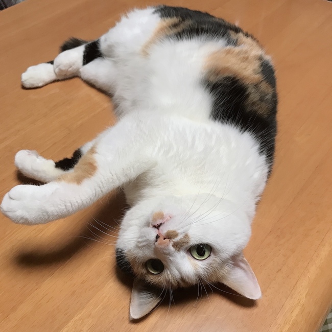 karuhisaのカバー写真