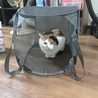 カゴが好き。