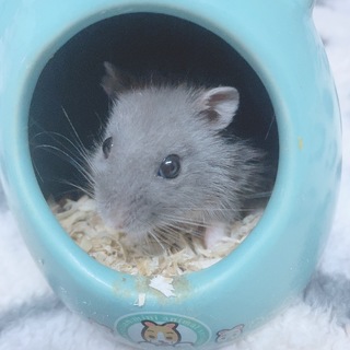 急募！ジャンガリアンハムスターの里親募集！