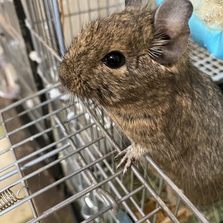 デグーノーマル、メス2匹です。現在1匹です。