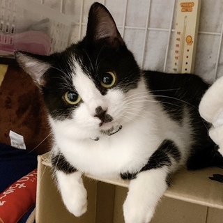 【2/23千葉譲渡会】ねるくん★５か月