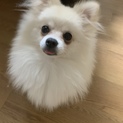ホワイトポメラニアン 幼犬 多頭飼い不可