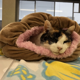 三毛猫ふぅちゃん