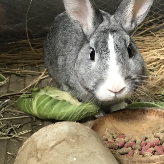 ウサギの男の子
