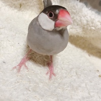 わさび}