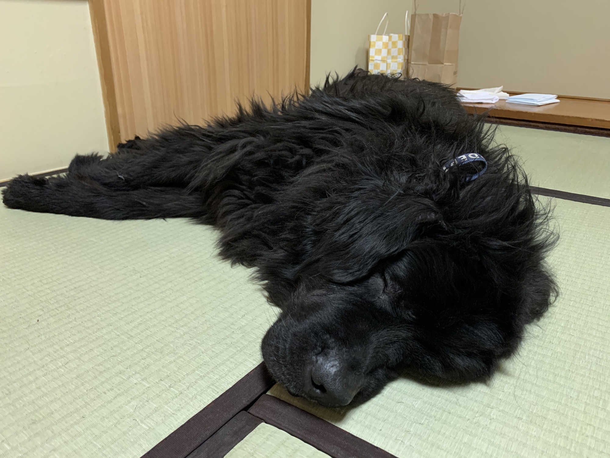 犬 × ニューファンドランド」に該当するギャラリー :: ペットのおうち