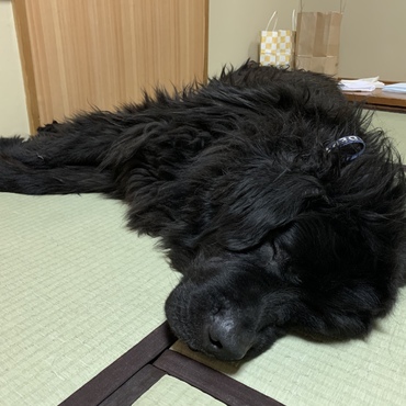 1泊旅行に行きました。たくさん歩いて疲れたようです。