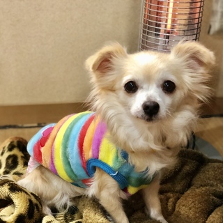 しっぽフリフリ甘えたな❤︎タレ耳が可愛い❤︎みのり