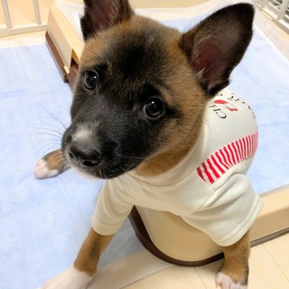 優しい甘えん坊 男の子 ジョニー君