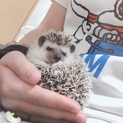 ハリネズミ・うさぎ・チンチラ