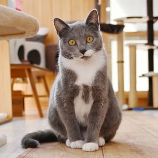 ブルー＆ホワイト（白ソックス）ちゃん