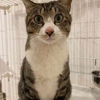 ゴメンね姿が可愛いゴロスリ甘えん坊猫、カツオ君♡