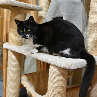 黒いお顔に白い立派なおひげの黒白ちゃん