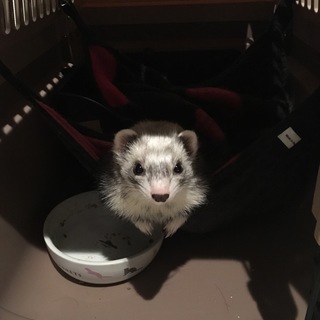 マーシャルフェレット　シルバー　ファームNY