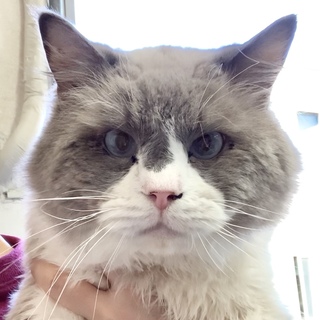 ナァ〜と甘えるラグ男の子