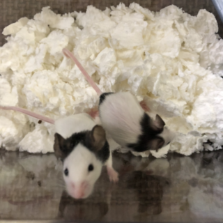 パンダマウス♀ 生後3ヶ月くらい