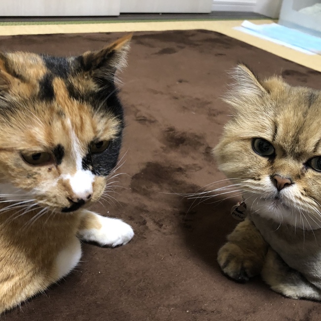 金ちゃん&桃のカバー写真