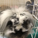 うさぎの親子を飼って頂ける方募集します。
